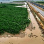 Bursa Ovasında Tarım Felaketi: Binlerce Dönüm Zarar Gördü