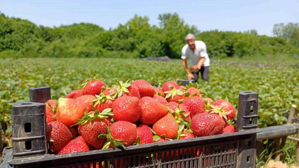 Dikkat Çekici Çilek Yetiştiricisi: Kendin Topla!