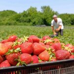 Dikkat Çekici Çilek Yetiştiricisi: Kendin Topla!