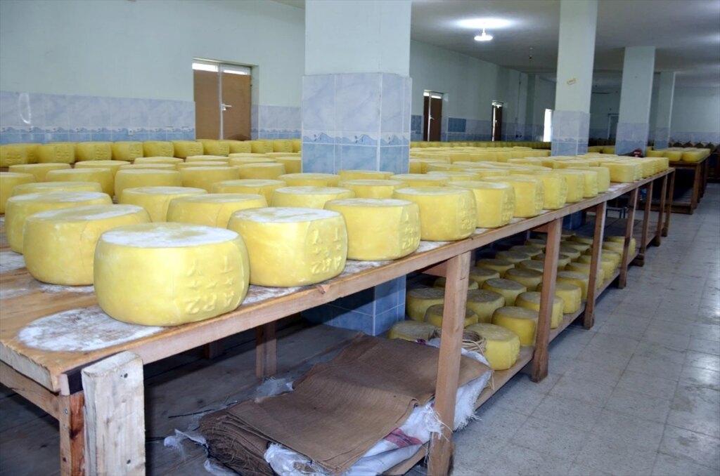Muş Eski Kaşarı: Türkiye’nin Gözdesi!