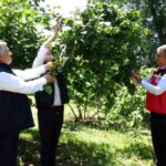 2024 Fındık Rekolte Tespiti Başladı