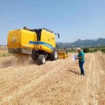 Bilecik’te Hububat Hasadı Başladı: Biçerdöver Kontrolleri Devam Ediyor