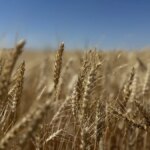 Konya’da İkonya Buğdayı Verimiyle Öne Çıkıyor