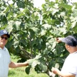 Incir Bahçelerinde Hastalık ve Zararlı Kontrolü