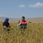 Muş’ta Ata Tohumu Buğdayından Yüksek Verim Bekleniyor!