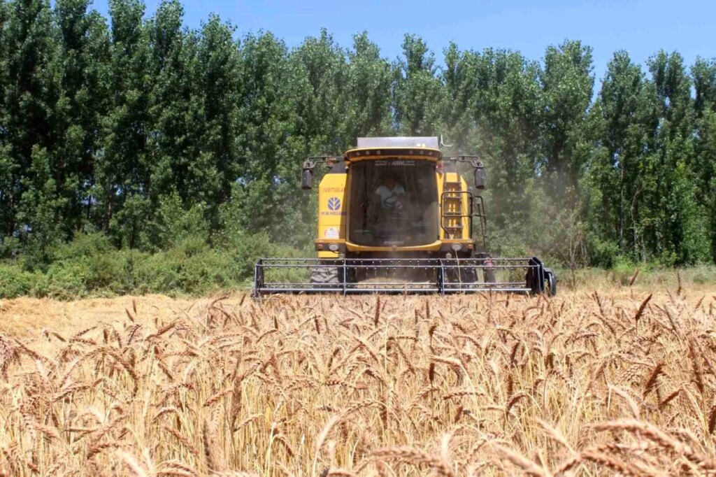 Pazarda Yerli ve Milli Tohumlar Çiftçilerin Umudu