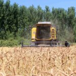 Pazarda Yerli ve Milli Tohumlar Çiftçilerin Umudu