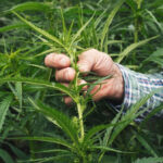 Kenevir Yetiştiriciliği Kotaları Belirlendi