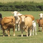 “2024 Hayvan Destekleme Başvuruları Başladı”