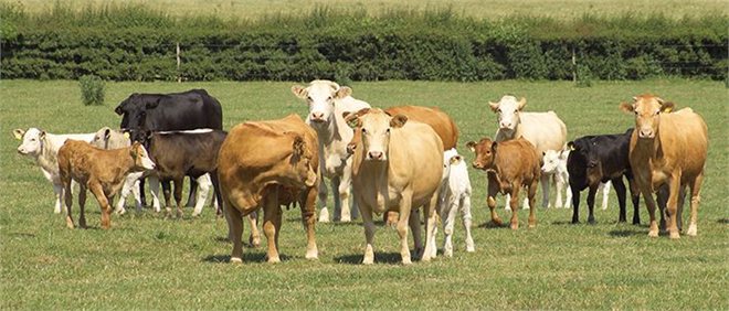 “Yeni Araştırma: Daha Mutlu Bir Hayat İçin İpucu!”