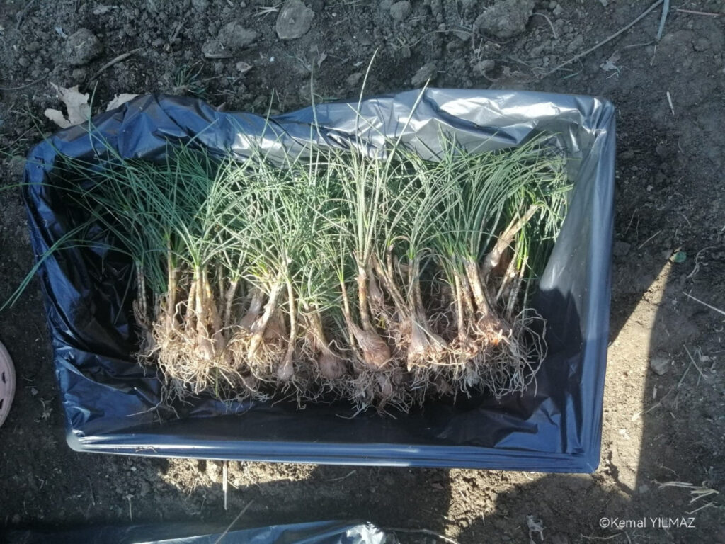 Isparta’da Safran Ekim Alanı Genişliyor!