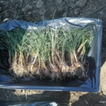 Isparta’da Safran Ekim Alanı Genişliyor!