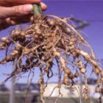 “Hastalıklı Fidelerde Küçük Urlar: Tehlike Kapıda!”