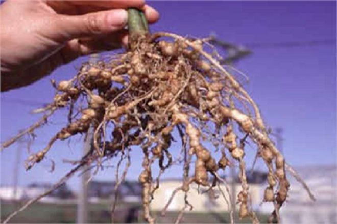 “Hastalıklı Fidelerde Küçük Urlar: Tehlike Kapıda!”