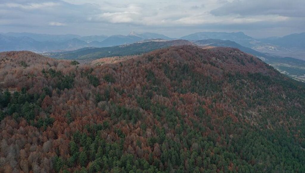 Andırın’da Sonbahar Renkleri: Pancar Yaylası’nda Doğal Güzellikler
