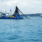 Türkiye, GFCM’den Tam Uyum Ödülü Aldı