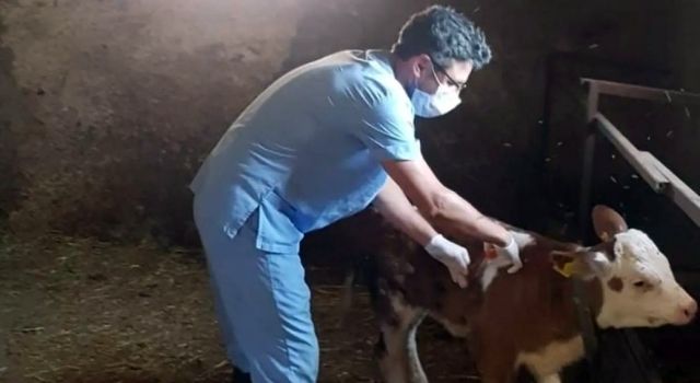 Veteriner Hekimlere Saldırı: TVHB’den Tepki