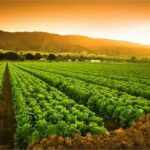 “1,4 Milyar TL Tarımsal Destek Çiftçilere Yatırıldı!”