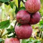 “Elma Ağaçlarında Külleme Hastalığı Belirtileri”