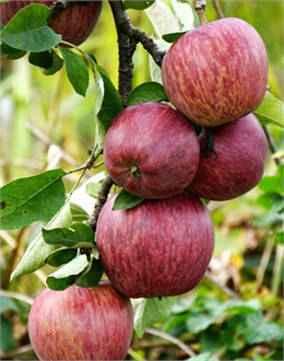 “Elma Ağaçlarında Külleme Hastalığı Belirtileri”