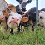 “Tarım ve Orman Bakanlığı’ndan Hayvan Hastalıklarında Tazminat Yönetmeliği Değişikliği!”