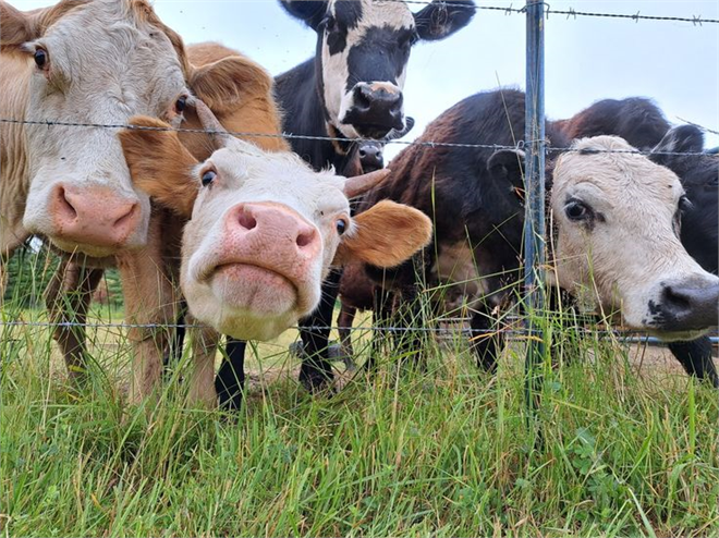 “Tarım ve Orman Bakanlığı’ndan Hayvan Hastalıklarında Tazminat Yönetmeliği Değişikliği!”