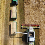 Tahıl Üretimi 2024’te Yüzde 7,5 Azaldı