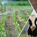 Çiftçilere 1.45 Milyarlık Tarımsal Destekleme Ödemesi!