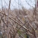 Diyarbakır’da Çiftçilere 200 Bin Meyve Fidanı Desteği!