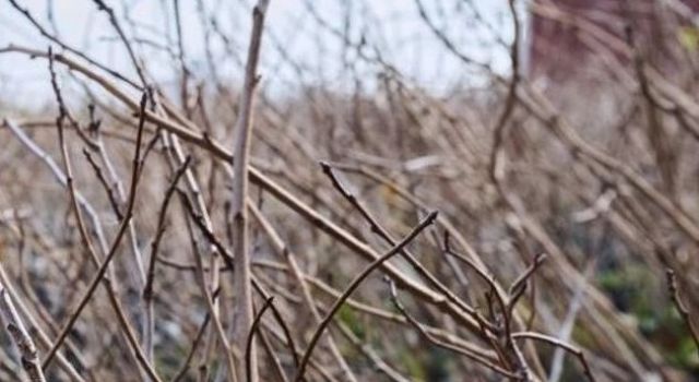 Diyarbakır’da Çiftçilere 200 Bin Meyve Fidanı Desteği!