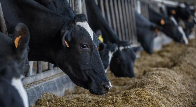 Çin’de Süper İnekler Klonlandı!