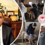 Gümüşhane’de 239 Bin Hayvana Aşılama Yapıldı