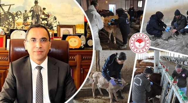 Gümüşhane’de 239 Bin Hayvana Aşılama Yapıldı