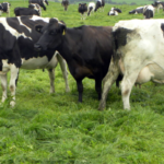 Denizli’de Köye Dönüş: Gebe Düve Desteği!