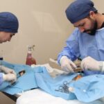 İBB’den Adalar Belediyesi’ne Kısırlaştırma Desteği