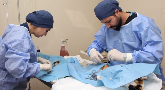 İBB’den Adalar Belediyesi’ne Kısırlaştırma Desteği