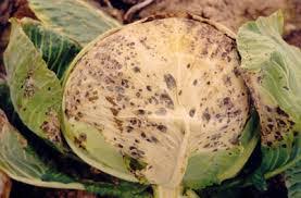 “Yeni Araştırma: İnsanların Mutluluğunu Etkileyen Faktörler”