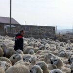 Kars’ta Köyde Yaşamak İçin Kangal Koyunlarıyla Büyük Başarı!