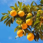 “Fungusun Turunç Hastalığına Etkisi ve Mücadele Yöntemleri”