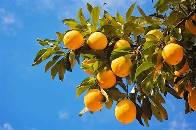 “Fungusun Turunç Hastalığına Etkisi ve Mücadele Yöntemleri”