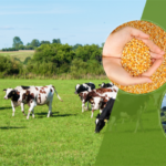 Çiftçilere 509 Milyon TL Destek Ödemesi Yapılacak