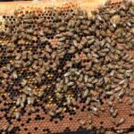 Tekirdağ’da Arıcıları Sevindiren Arı Keki Desteği Projesi