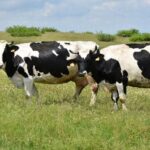 Tekirdağ’da Süt Üreticilerine Yem Desteği!