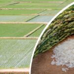 TMO Üreticilere Ödeme Müjdesi!