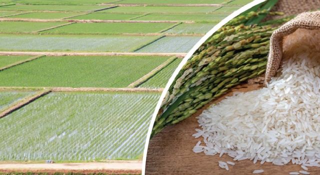 TMO Üreticilere Ödeme Müjdesi!