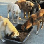 Yeni Yönetmelik İle Hayvan Sahiplenme Şartları Belli oldu