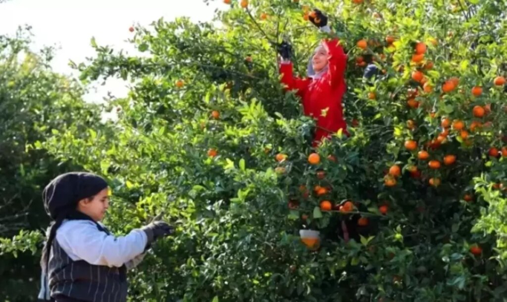 2025 Tarım İşçisi Yevmiyeleri Açıklandı!