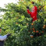 2025 Tarım İşçisi Yevmiyeleri Açıklandı!