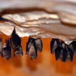 Kırklareli’deki Dupnisa Mağarası Yarasalarıyla Dikkat Çekiyor