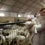 Eskişehir’de Küçükbaş Hayvancılığa Büyük Destek